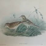Natural History Antique Prints and Engravings — image 9