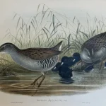 Natural History Antique Prints and Engravings — image 16