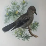 Natural History Antique Prints and Engravings — image 12