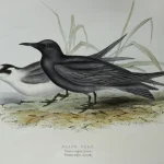 Natural History Antique Prints and Engravings — image 21