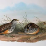 Natural History Antique Prints and Engravings — image 22