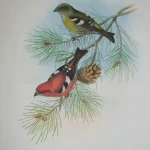 Natural History Antique Prints and Engravings — image 17