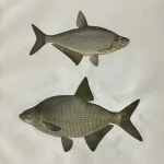 Natural History Antique Prints and Engravings — image 1