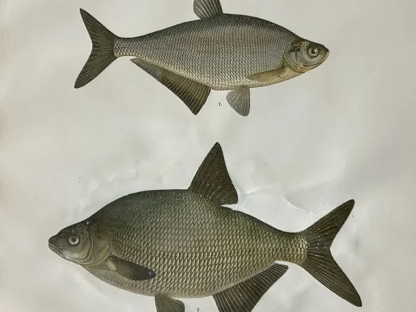 Natural History Antique Prints and Engravings