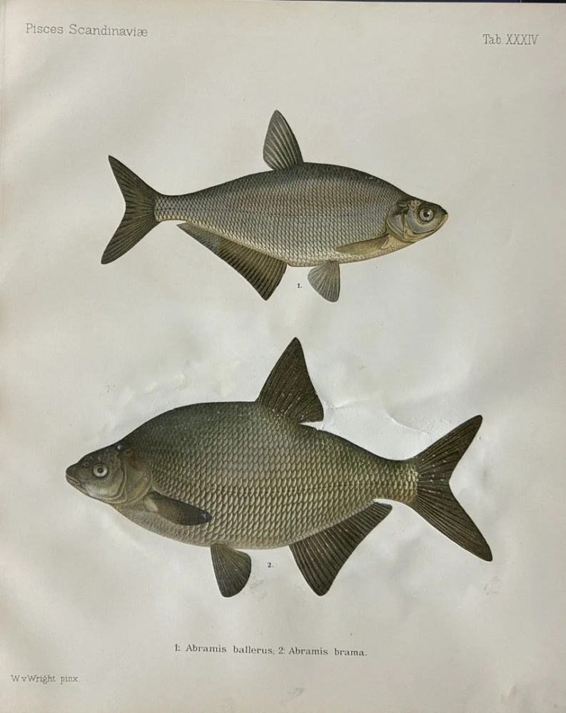 Natural History Antique Prints and Engravings