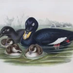 Natural History Antique Prints and Engravings — image 18