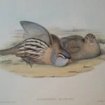 Natural History Antique Prints and Engravings — image 23