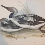 Natural History Antique Prints and Engravings — image 20