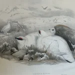 Natural History Antique Prints and Engravings — image 10