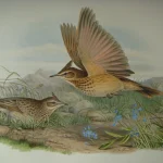 Natural History Antique Prints and Engravings — image 13