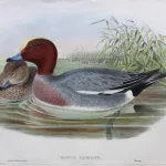 Natural History Antique Prints and Engravings — image 6