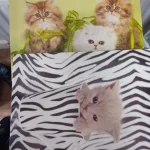 Weekly auction all lots start £1 no reserve collection or delivery,pokemon cards  , models, computers games,gold,silv… — image 2