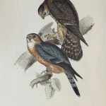 No reserve – Antique prints and engravings — image 19