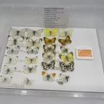 Another Great Auction 29th January — image 20