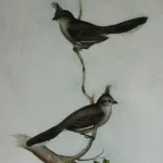 No reserve – Antique prints and engravings — image 9