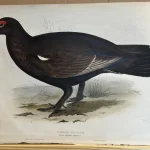 No reserve – Antique prints and engravings — image 1