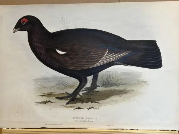 No reserve – Antique prints and engravings