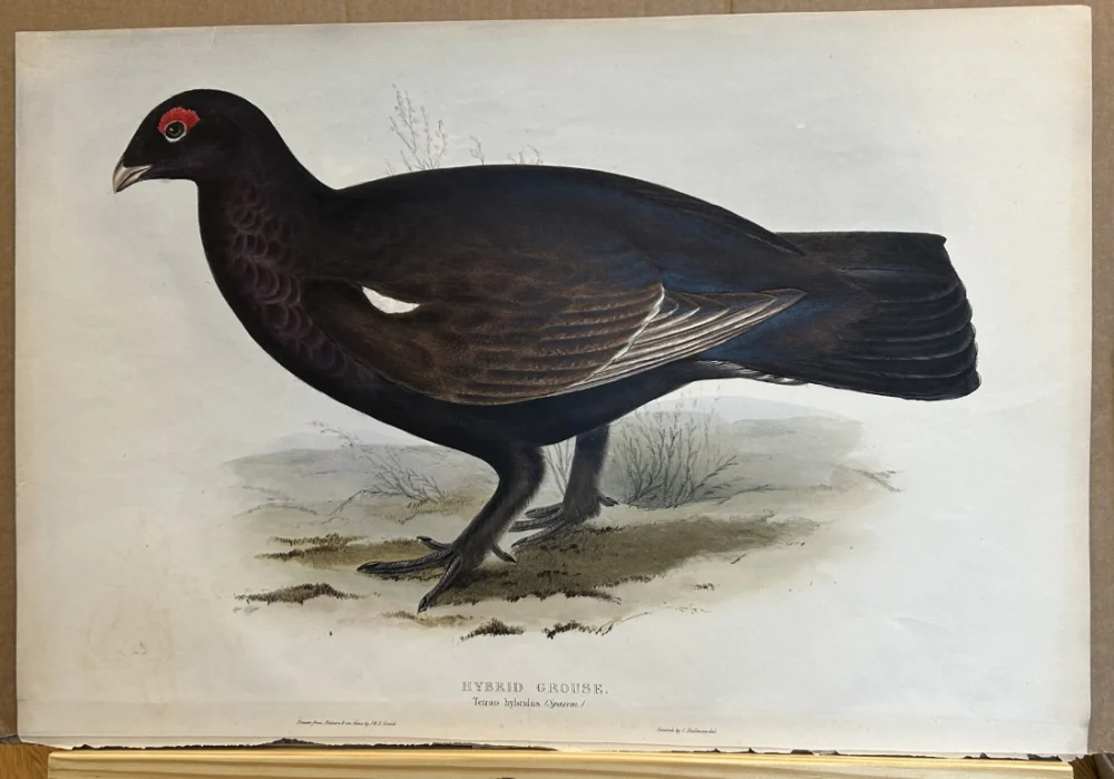 No reserve – Antique prints and engravings
