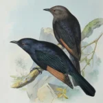 No reserve – Antique prints and engravings — image 4