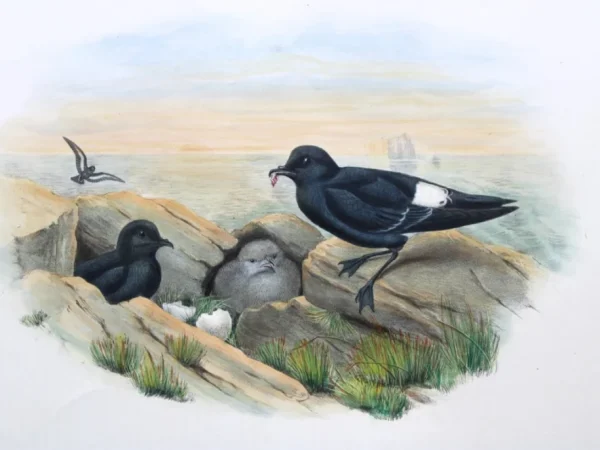 Natural History antique prints and engravings
