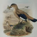 No reserve – Antique prints and engravings — image 5