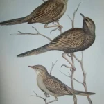 No reserve – Antique prints and engravings — image 11