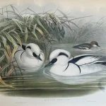Natural History Antique Prints and Engravings — image 11