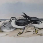 No reserve – Antique prints and engravings — image 7