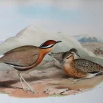 No reserve – Antique prints and engravings — image 3
