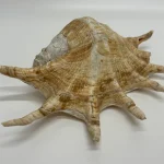 Monday 3rd August – Antiques, Jewellery, Militaria, Coins, Vinyl, Toys, Ceramics, Collectables — image 14