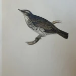 No reserve – Antique prints and engravings — image 21