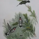 No reserve – Antique prints and engravings — image 16
