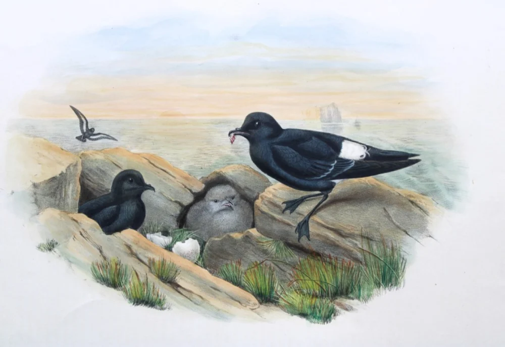 Natural History Antique Prints and Engravings