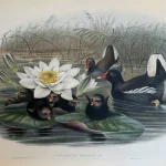 Natural History antique prints and engravings — image 12