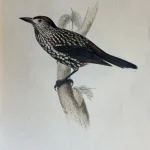No reserve – Antique prints and engravings — image 18