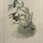 No reserve – Antique prints and engravings — image 24