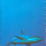 Autograph auction Football, Space, TV/Film, Military, Historic photos, covers and books. — image 13