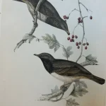 No reserve – Antique prints and engravings — image 20