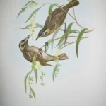 No reserve – Antique prints and engravings — image 12