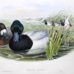 Natural History antique prints and engravings — image 2