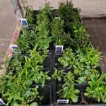 Auction 225 — image 18