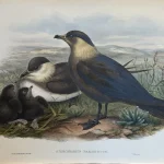 Natural History antique prints and engravings — image 11