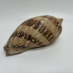 Monday 3rd August – Antiques, Jewellery, Militaria, Coins, Vinyl, Toys, Ceramics, Collectables — image 9