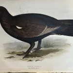 No reserve – Antique prints and engravings — image 17