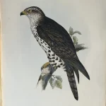 No reserve – Antique prints and engravings — image 22