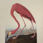 Antique Prints and Engravings of Natural History — image 1