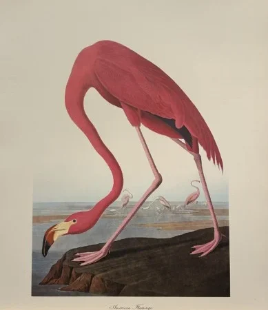Antique Prints and Engravings of Natural History