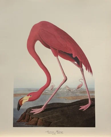 Antique Prints and Engravings of Natural History