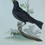 Antique Prints and Engravings of Natural History — image 3