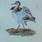 Antique Prints and Engravings of Natural History — image 5